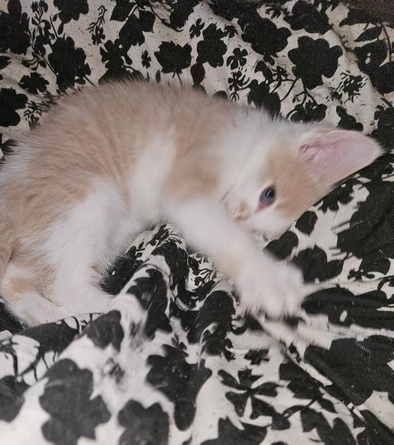 Adorable white & ginger/black kittens