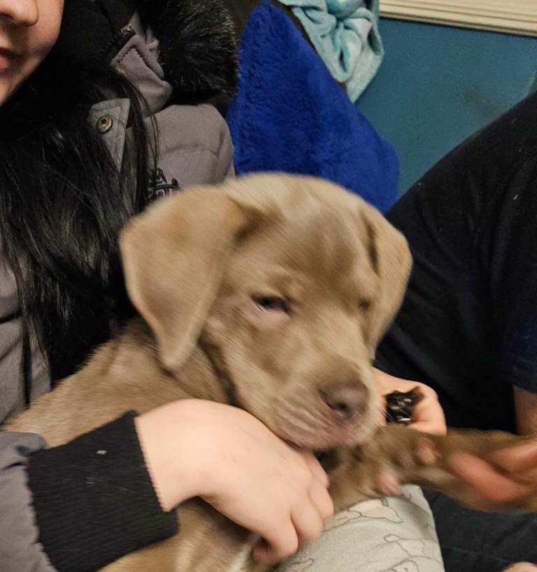 Neopoliton mastiff x great dane 