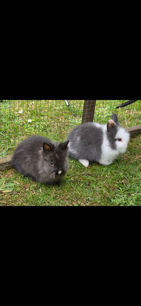 lionhead baby rabbits