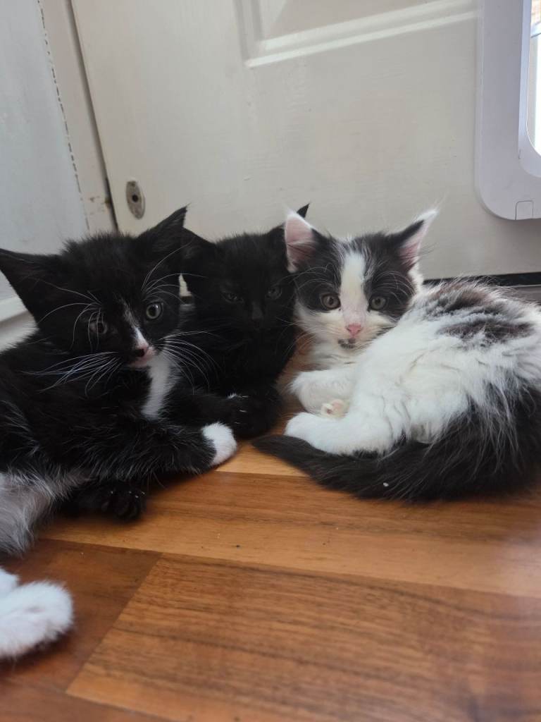 Beautiful Fluffy Long-Haired Black & White Kittens