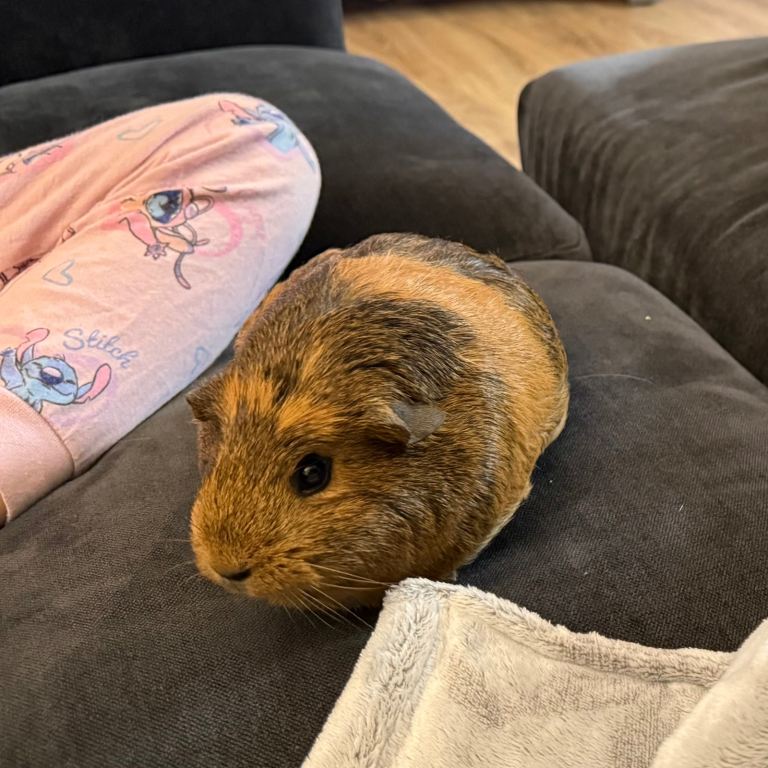 2 female guinea pigs 