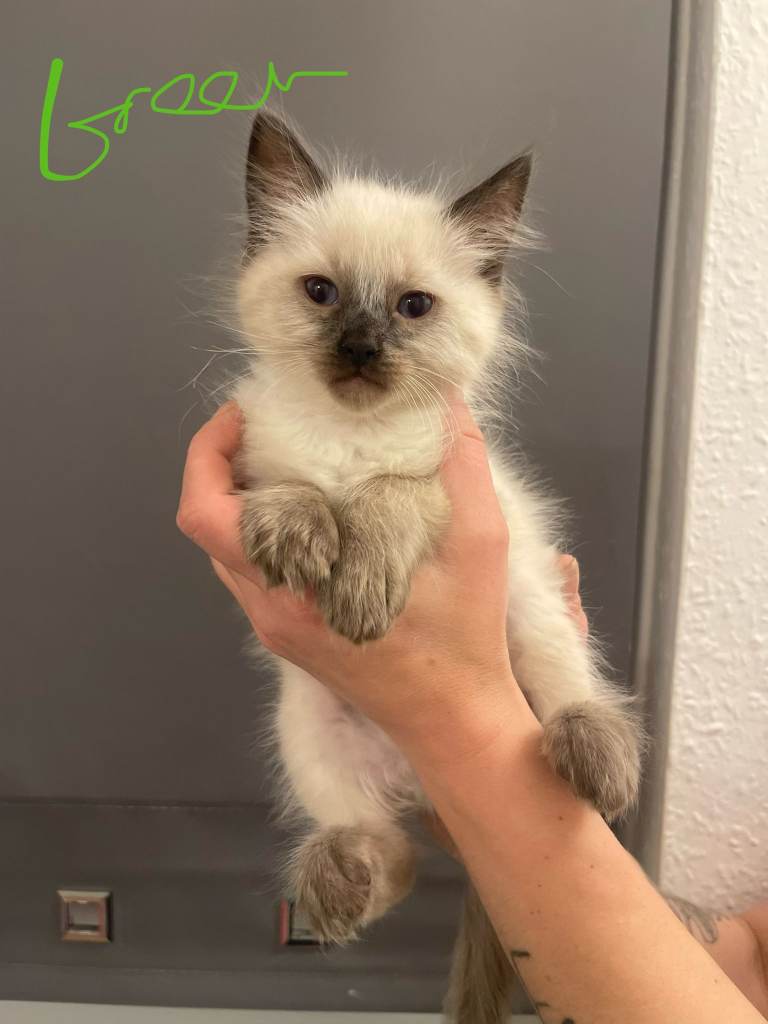 Ragdoll kittens pure bread 