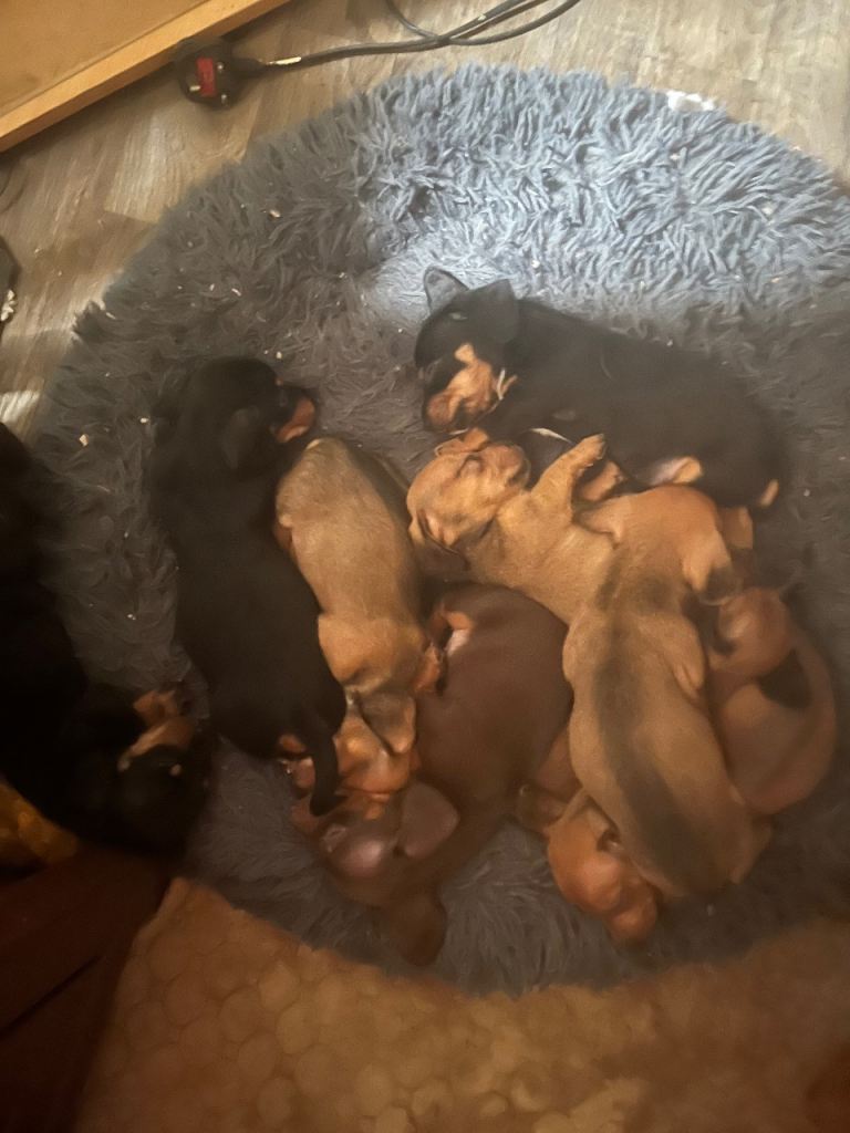 dachshund Puppies