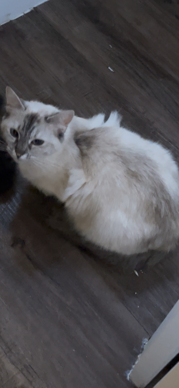 Beautiful pure breed ragdoll 