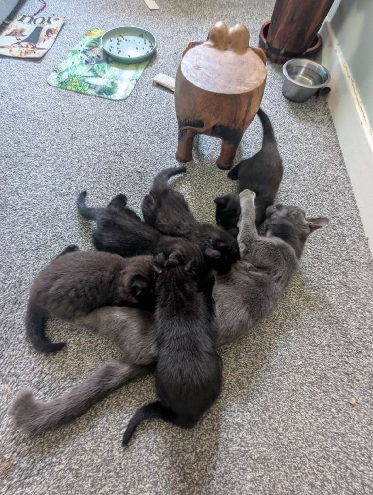 4 black/dark grey with black tabby stripes