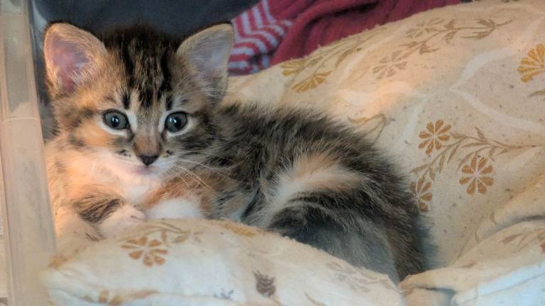 Beautiful Ragdoll Mix Tabby Kittens – 1 Male & 1 Female Available