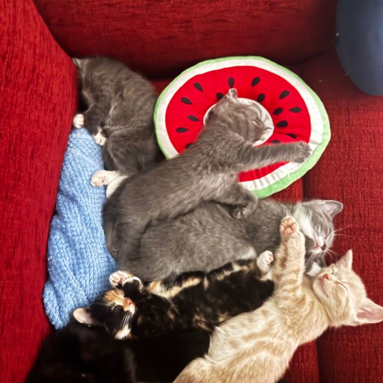 Adorable Kittens for Sale – Ready for Loving Homes
