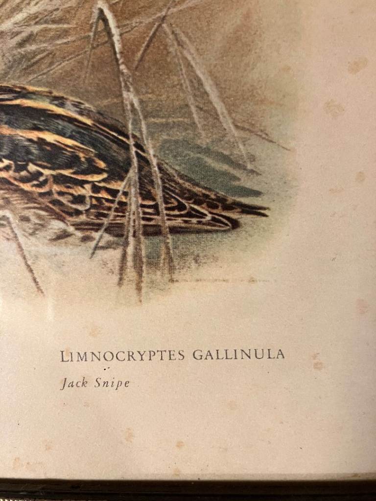 Pair of Black Gold Framed Archibald Thorburn Antique Prints