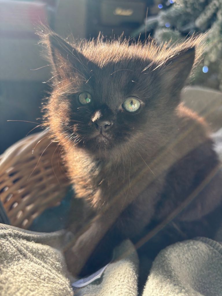 Fluffy black kittens, two boys and a girl