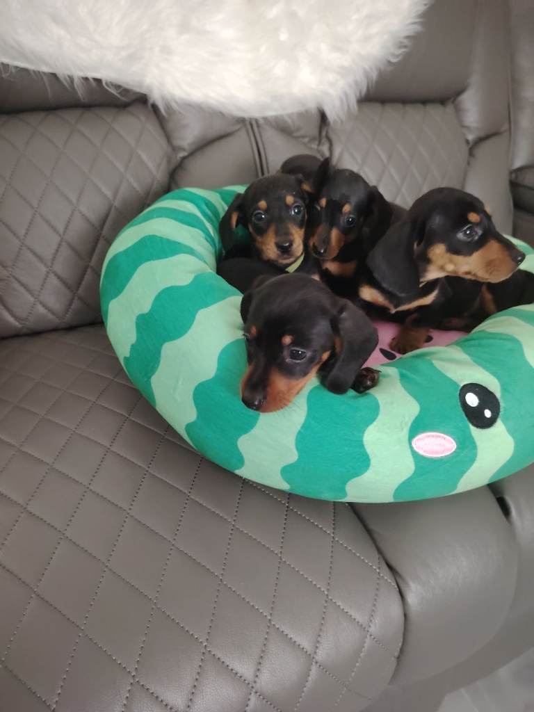 Beautiful miniature dachshund puppies ready now for there new forever homes 