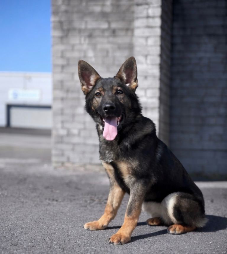 Sable German shepherd 