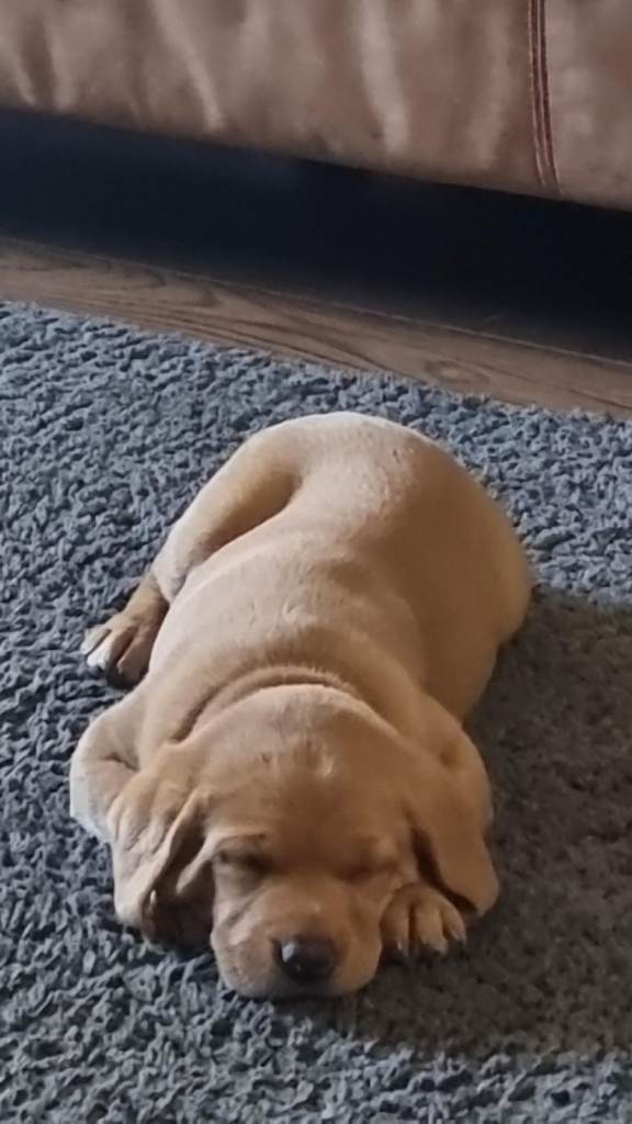 Fox Red Retriever Labrador Pups - Female - For Sales