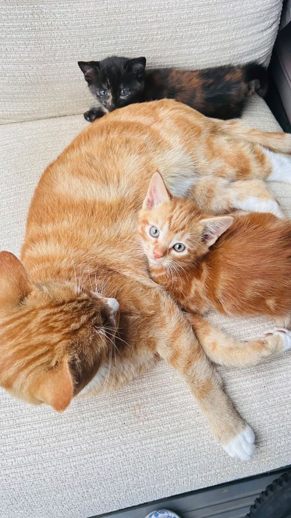 Kittens for sale 