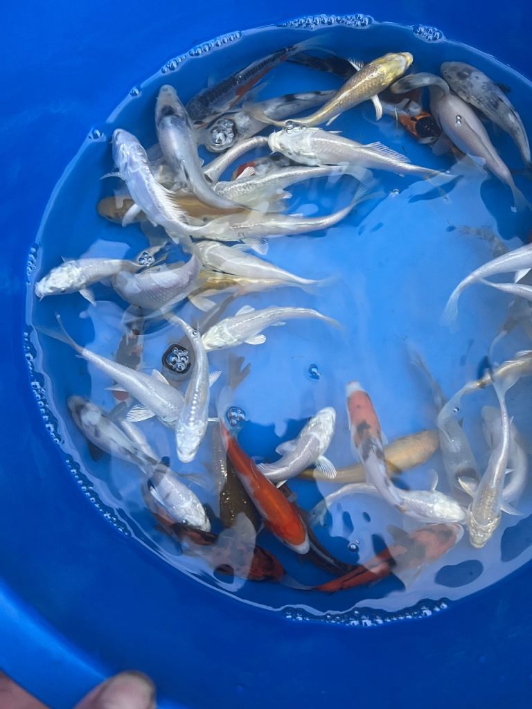 Koi carp