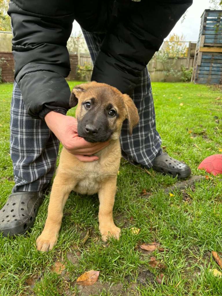 German shepherd x puppies 