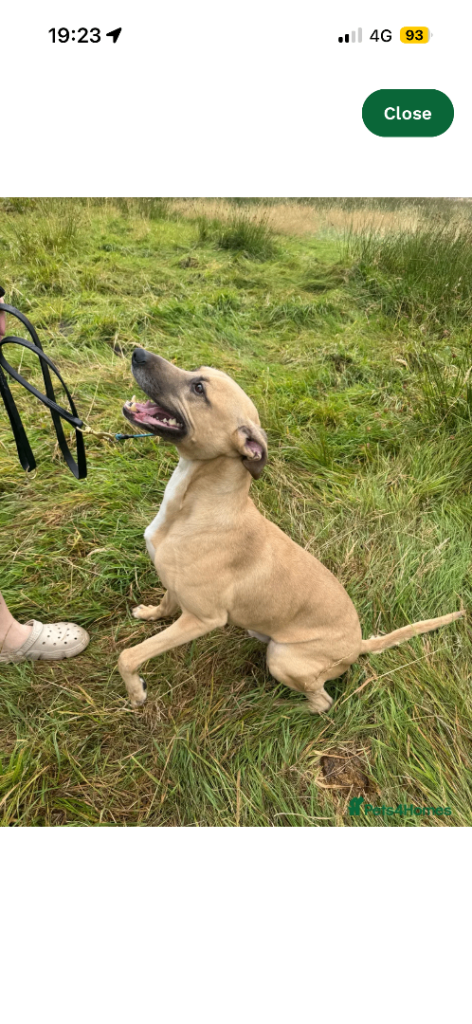 Whippet x bully