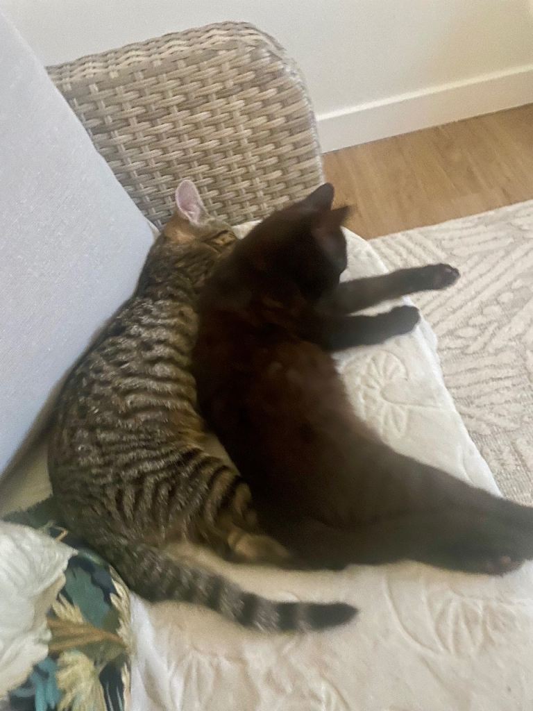 Female beautiful kittens (sisters)