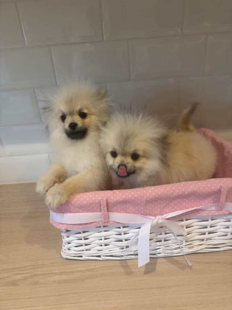 Adorable Pomeranian Puppies – Ready for Loving Homes 🐾