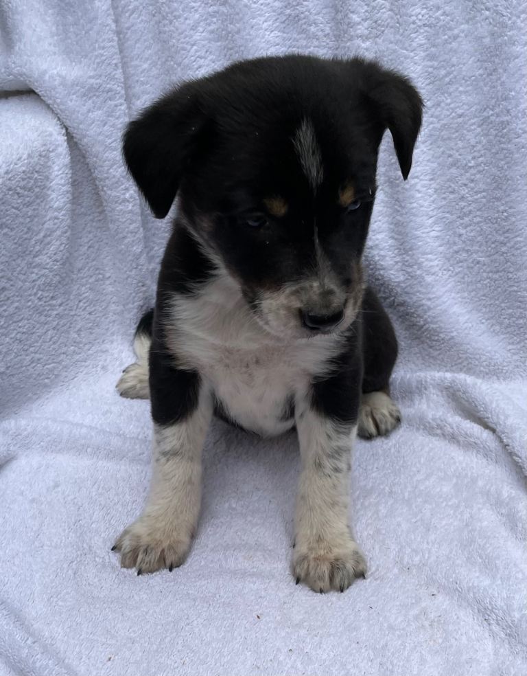 Border collie puppies looking for there forever Home