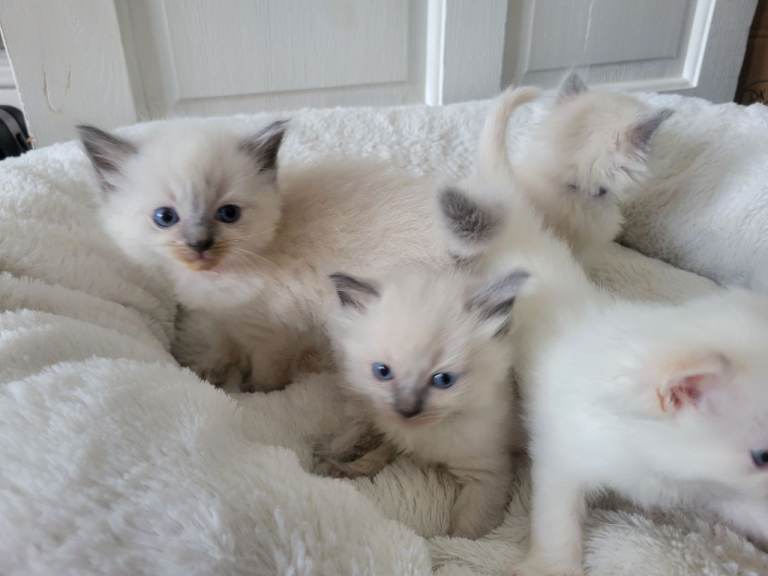 4 Beautiful Ragdoll kittens 😸 ♥️ -all reserved 
