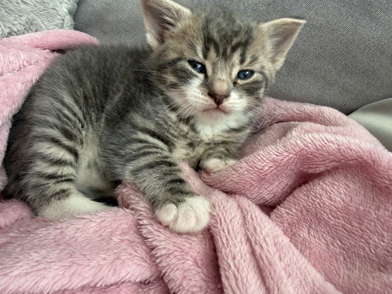 Mixed male tabby shorthair kitten