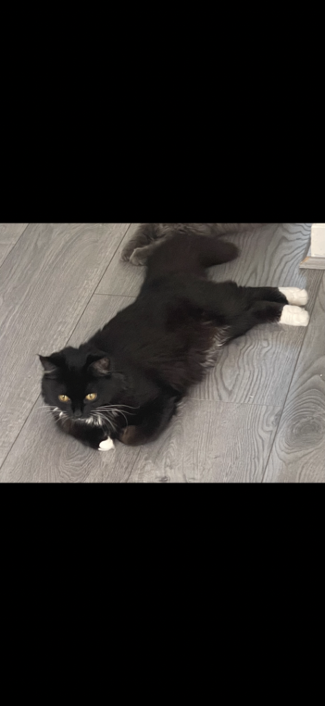 Domestic longhair tuxedo female 9 months old