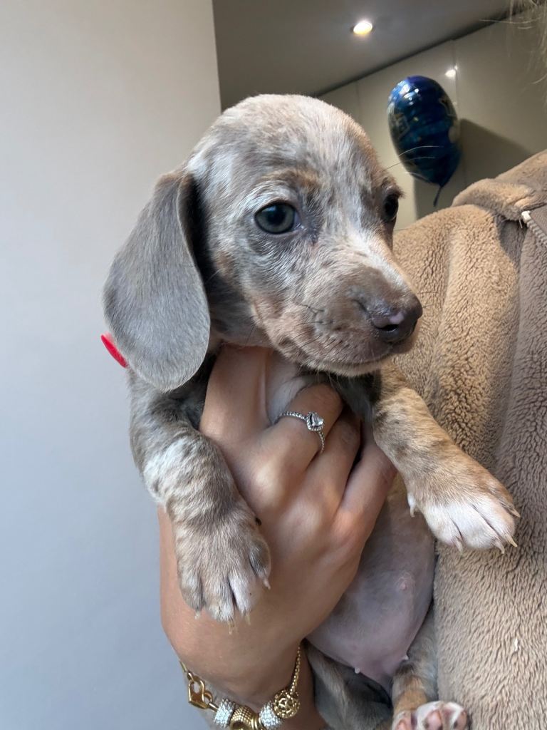 1 Female 4 male puppies dachshund 
