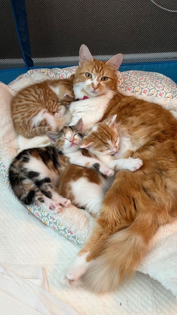 2 Male kittens - Ginger tabby and ginger and white