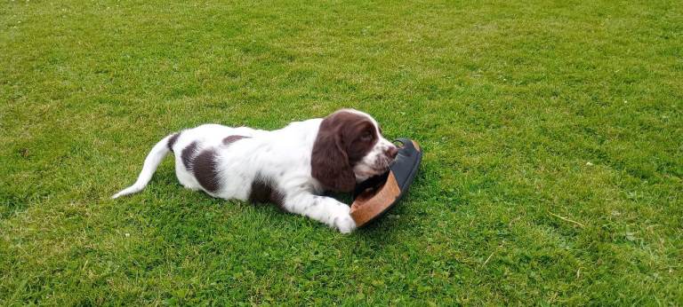 1 boy left - KC Liver and White speckled Springer Spaniel puppies.