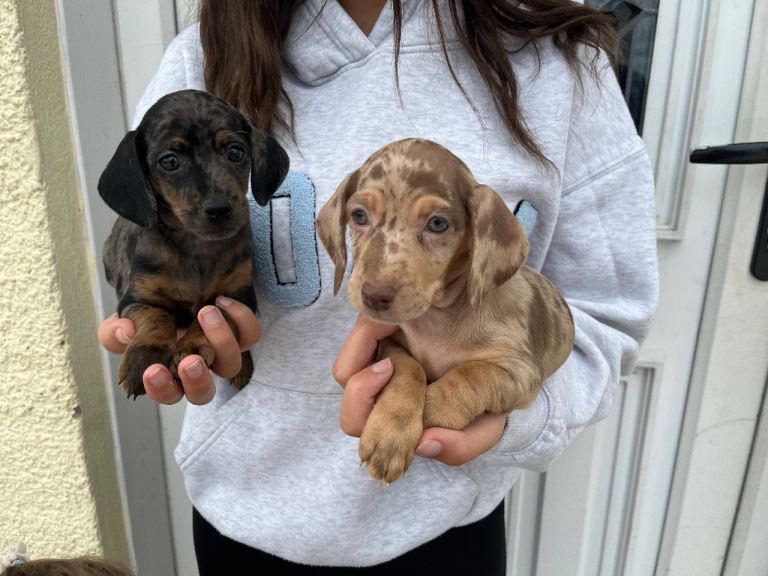 Miniature dachshund puppies
