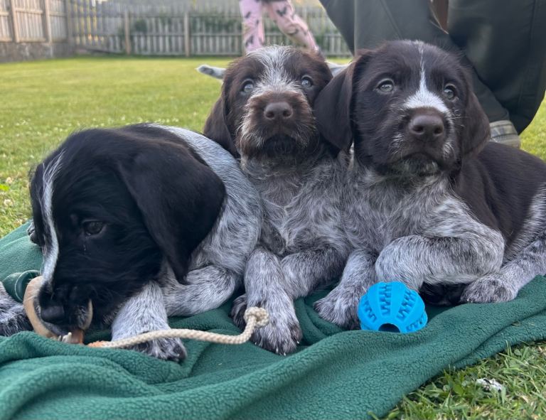 German Wirehaired Pointer