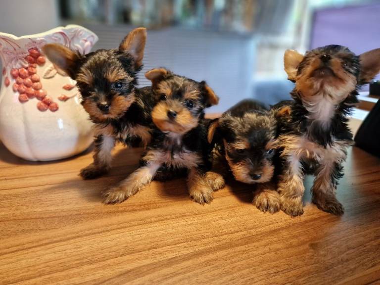 Amazing small Yorkshire terrier 3 boys 1 girl ❤️