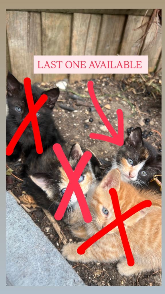 Mixed breed kittens 