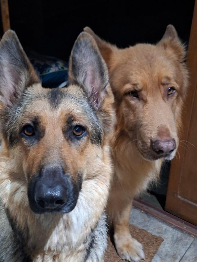 Beautiful straight back, pedigree, German Shepherd Puppies