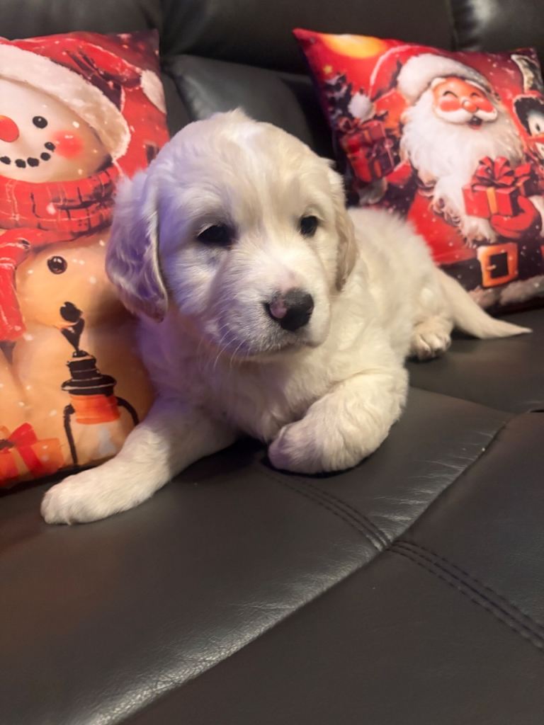 Golden Retriever Pups 10 weeks old last 2 boys 
