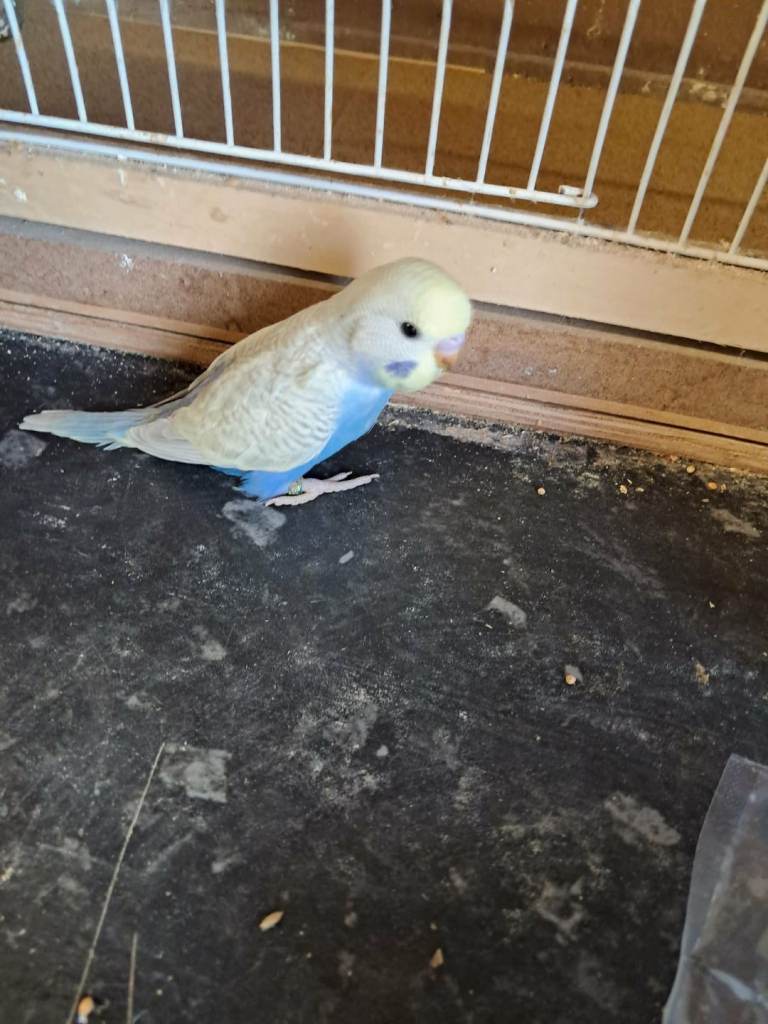 Budgies for sale 