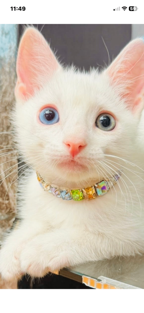 Ragdol kitten deferent color eyes 