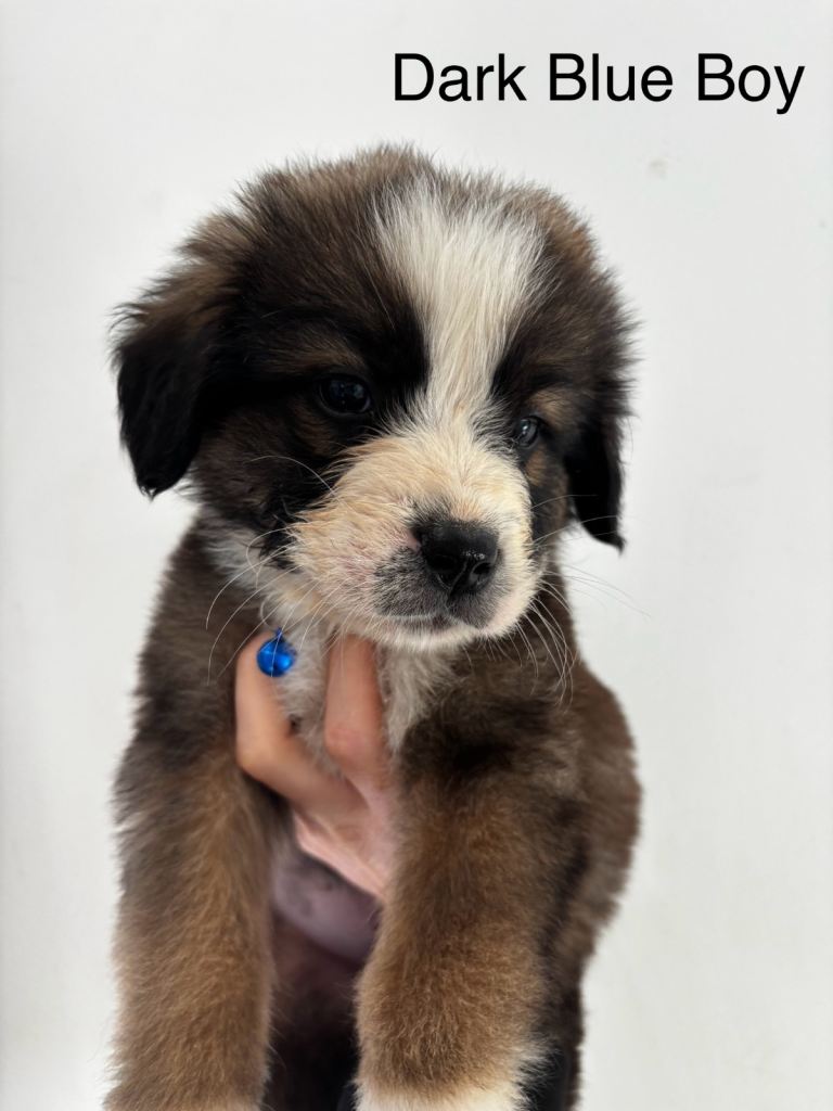 Bernes Mountain X Saint Bernards