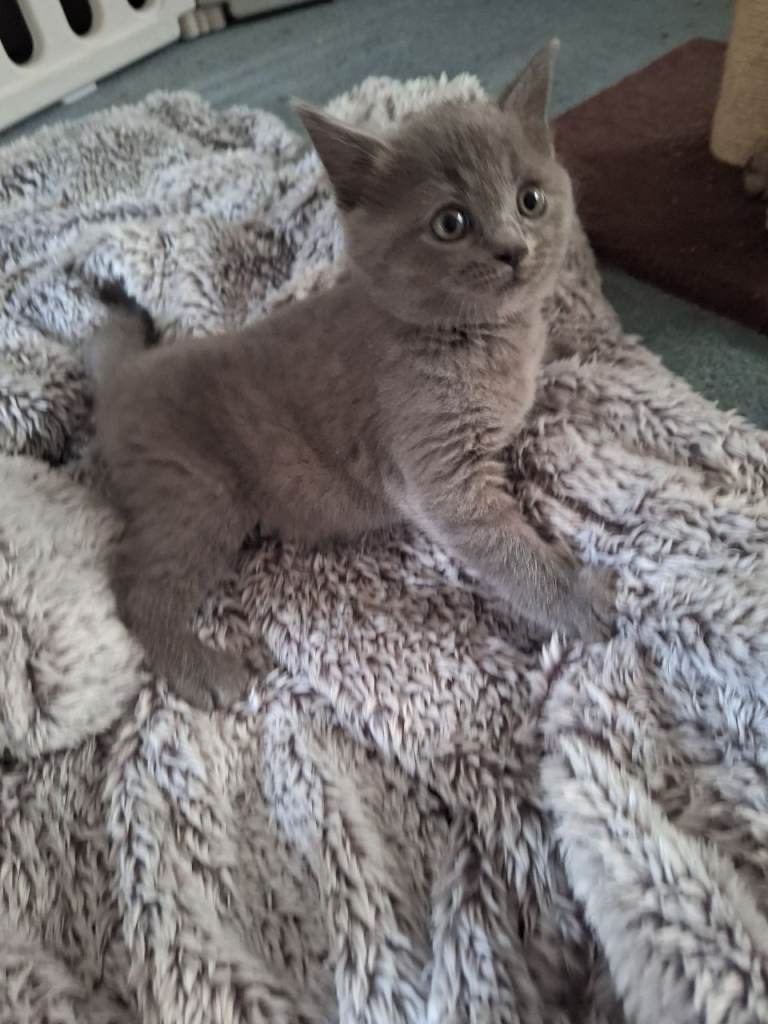 Beautiful Mixed-Breed Kitten – Ready 9th/16th December