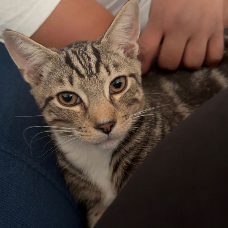 Young indoor male cat – short tail – relocation