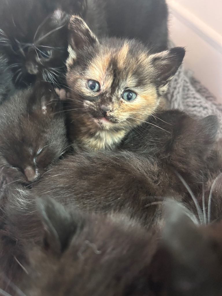 Beautiful Calico Girl kitten