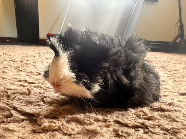 8 week old baby long haired boy guinea pig 