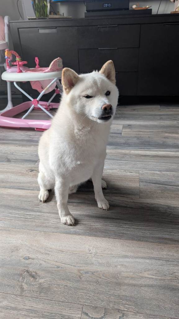 Shiba inu