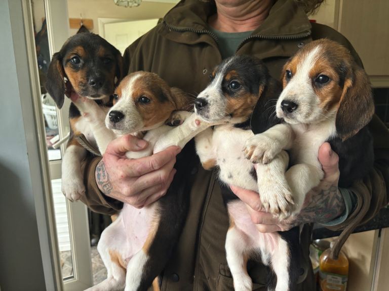 Beagle Puppies for sale