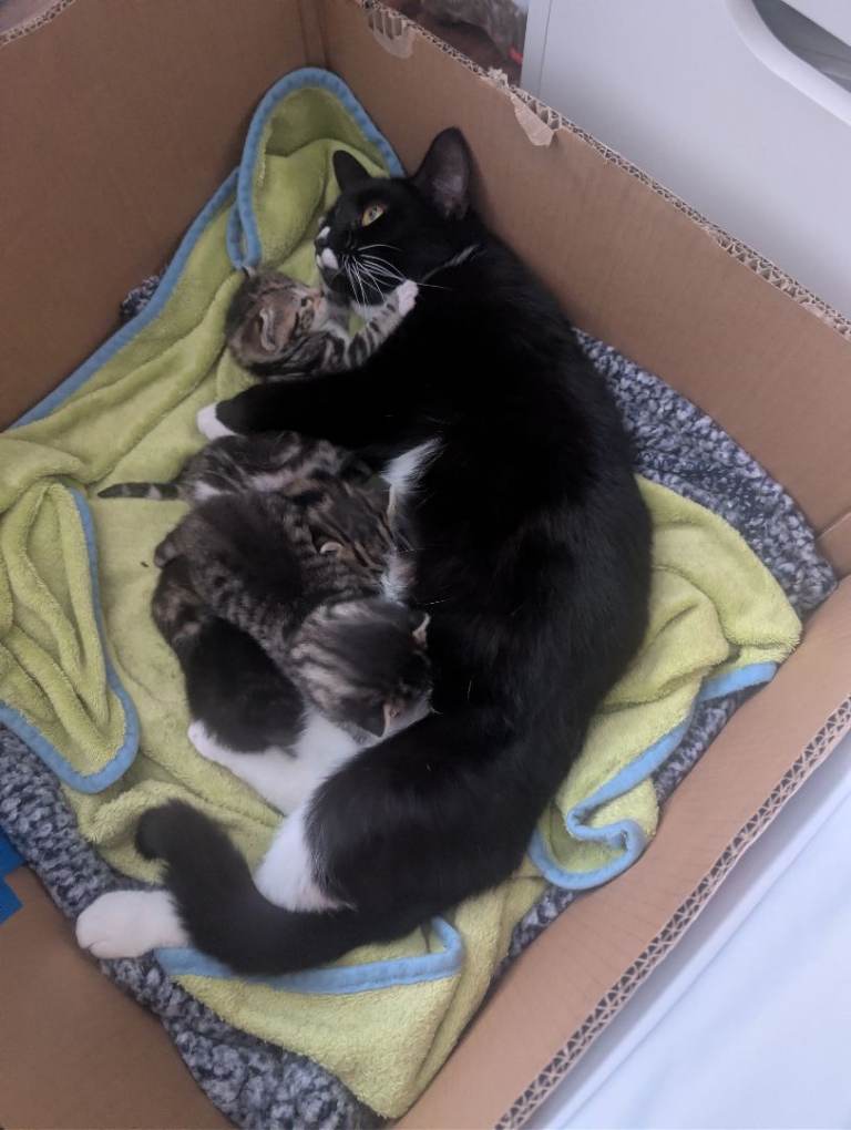 Incredibly cute kittens looking for forever homes 