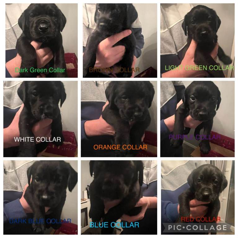 GWP X LAB PUPPIES