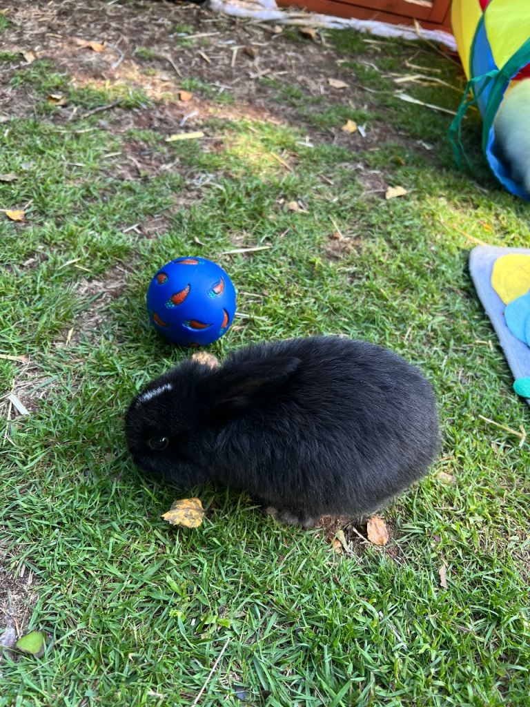 Baby rabbits 