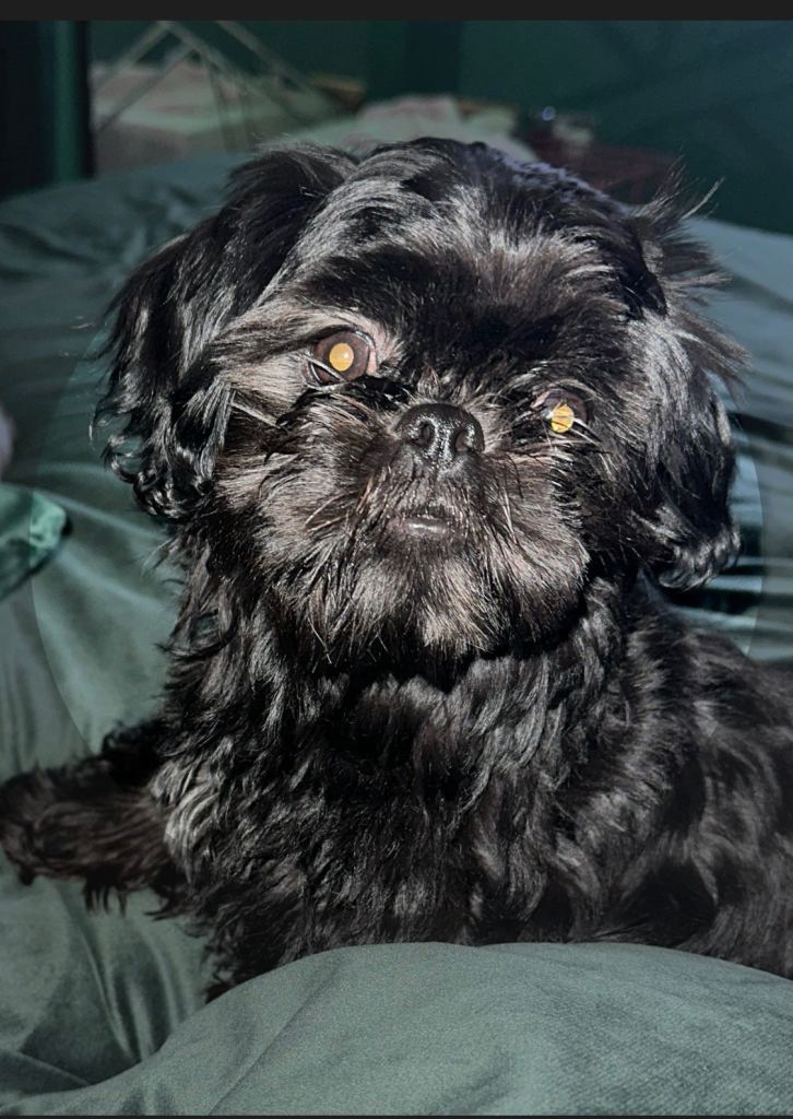 Beautiful 14 month old Shih Tzu