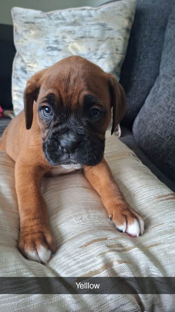 Boxer puppies 