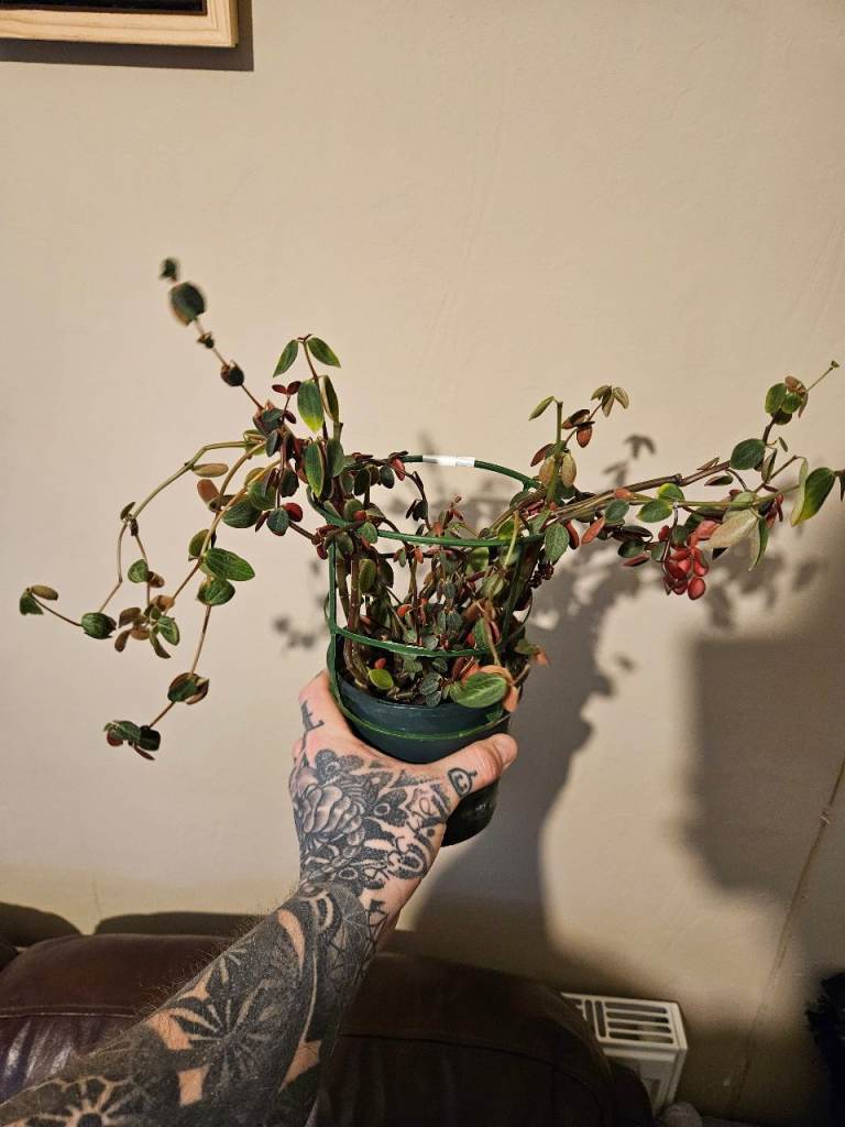 Red log succulent indoor house plant mature established 